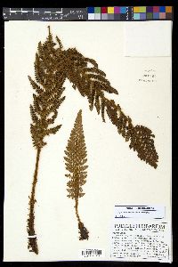 Polystichum talamancanum image