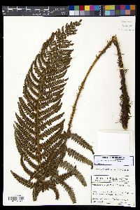 Polystichum talamancanum image