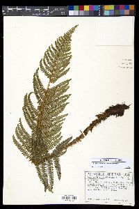 Polystichum talamancanum image