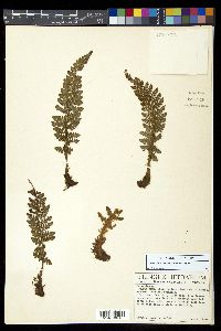 Polystichum talamancanum image