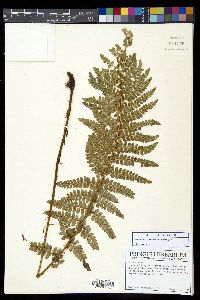 Polystichum talamancanum image