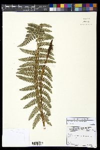 Polystichum talamancanum image