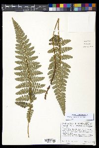 Polystichum talamancanum image