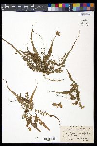 Polystichum rhizophyllum image