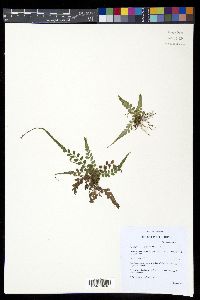 Polystichum rhizophyllum image