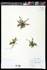 Polystichum rhizophyllum image