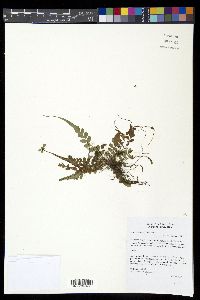 Polystichum rhizophyllum image