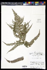 Polystichum muricatum image