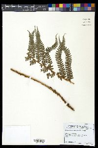 Polystichum muricatum image