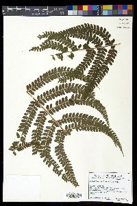 Polystichum muricatum image