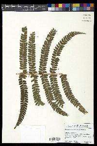 Polystichum muricatum image