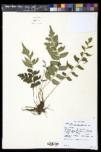 Polystichum dubium image