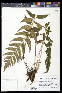 Polystichum dubium image