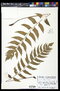 Polystichum dubium image