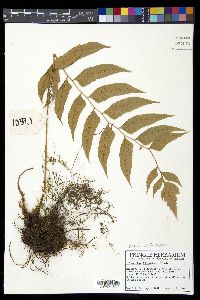 Polystichum dubium image