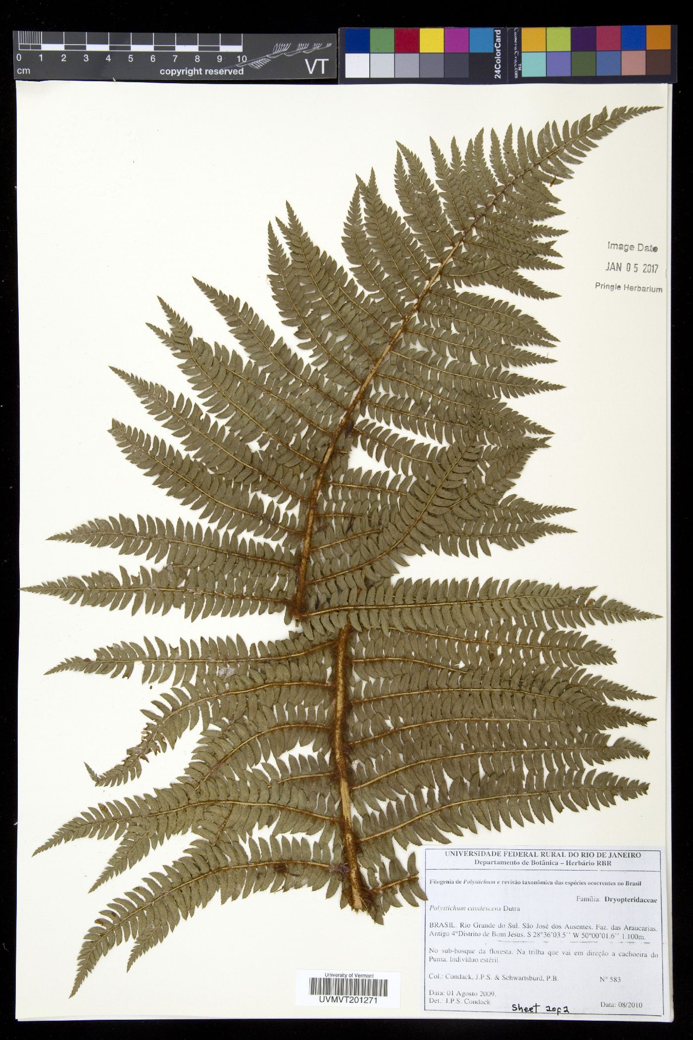 Polystichum caudescens image