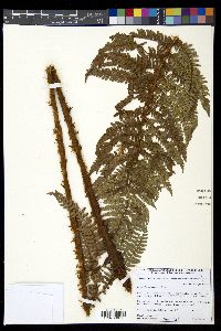 Polystichum caudescens image