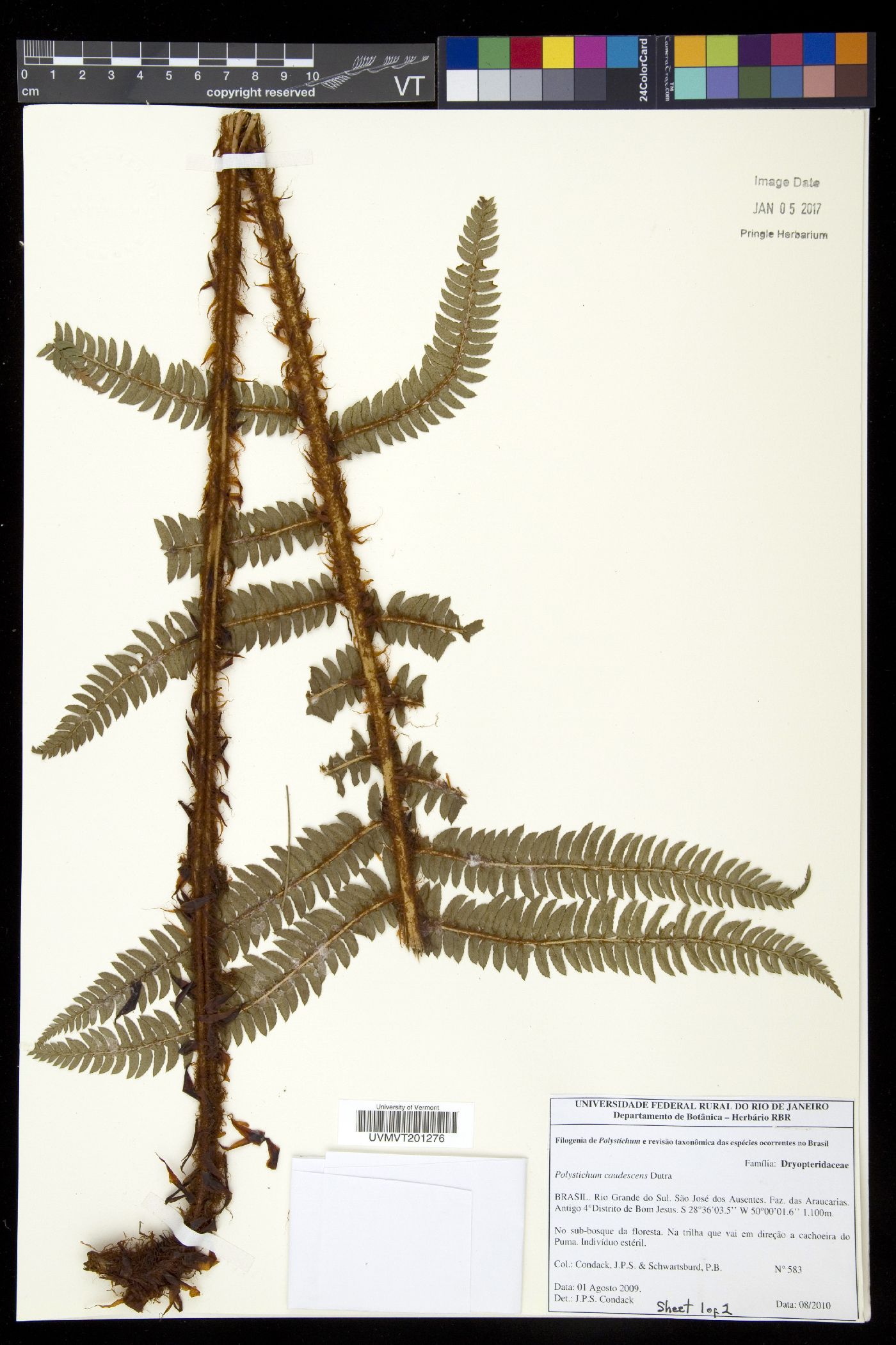 Polystichum caudescens image