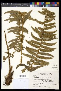 Phanerophlebia aurita image