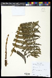 Polystichum lehmannii image