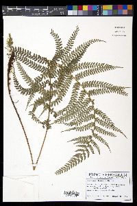 Polystichum lehmannii image