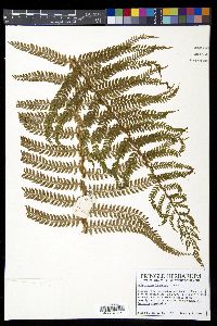 Polystichum lehmannii image