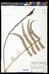 Polystichum lehmannii image