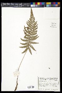 Polystichum lehmannii image