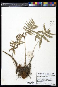 Polystichum lehmannii image