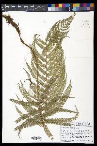 Polystichum lehmannii image