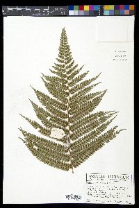 Polystichum lehmannii image