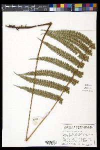 Polystichum lehmannii image