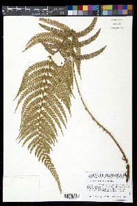 Polystichum lehmannii image