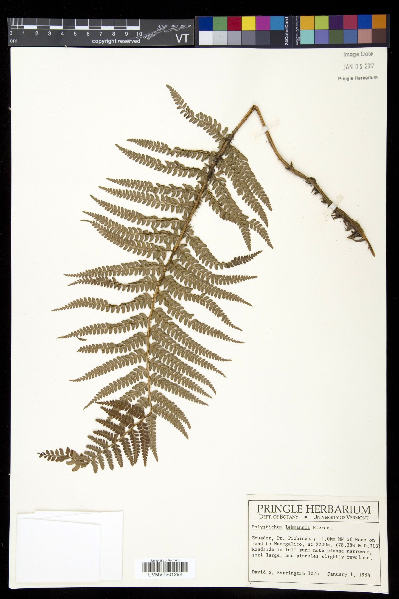 Polystichum lehmannii image