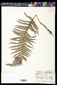 Polystichum lehmannii image