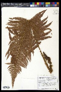 Polystichum lehmannii image