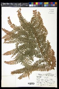 Polystichum muricatum image