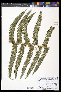 Polystichum muricatum image