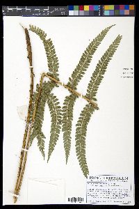 Polystichum muricatum image