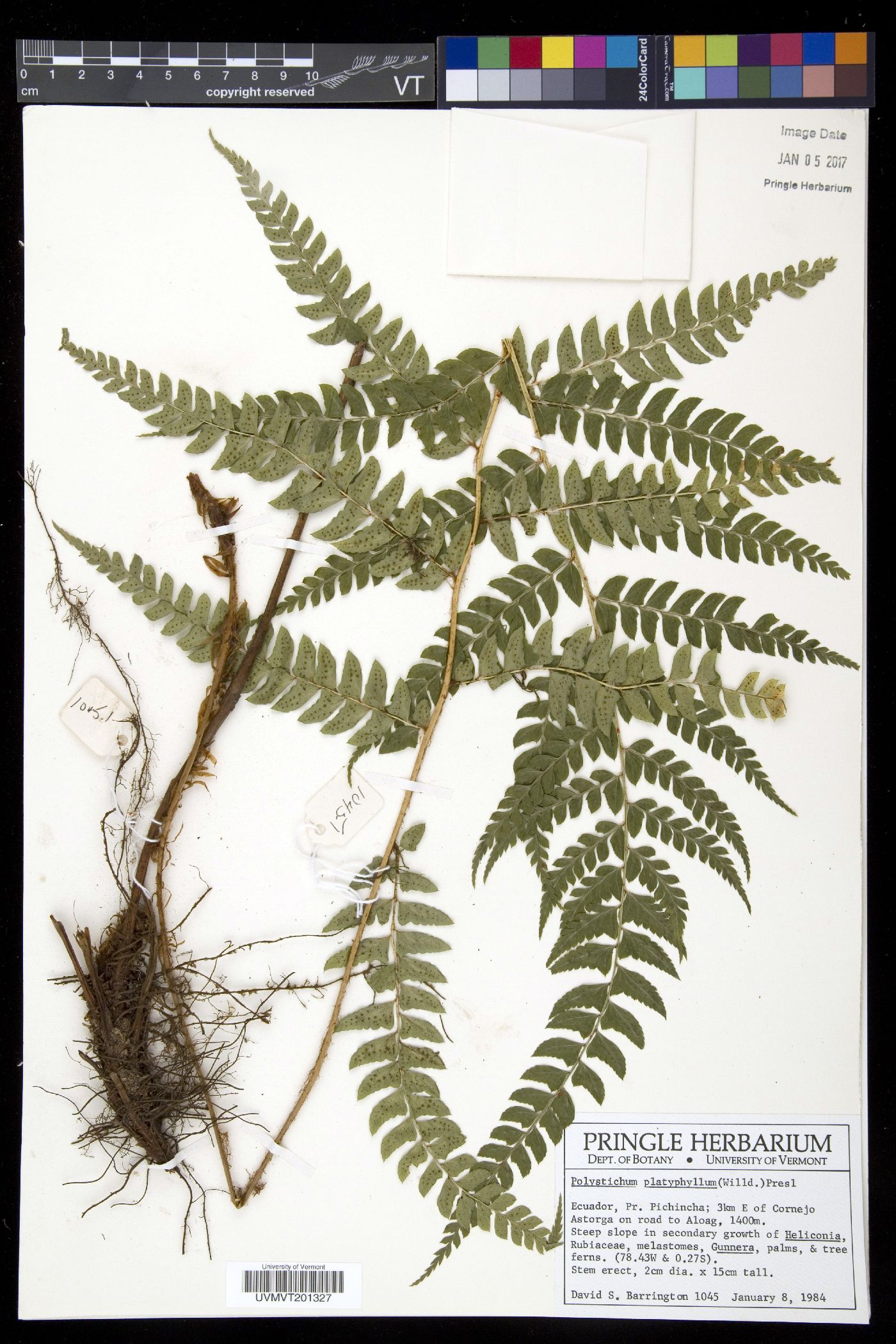 Polystichum platyphyllum image