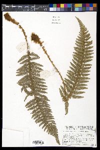 Polystichum polyphyllum image