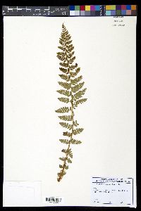 Polystichum braunii image