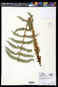 Polystichum setiferum image