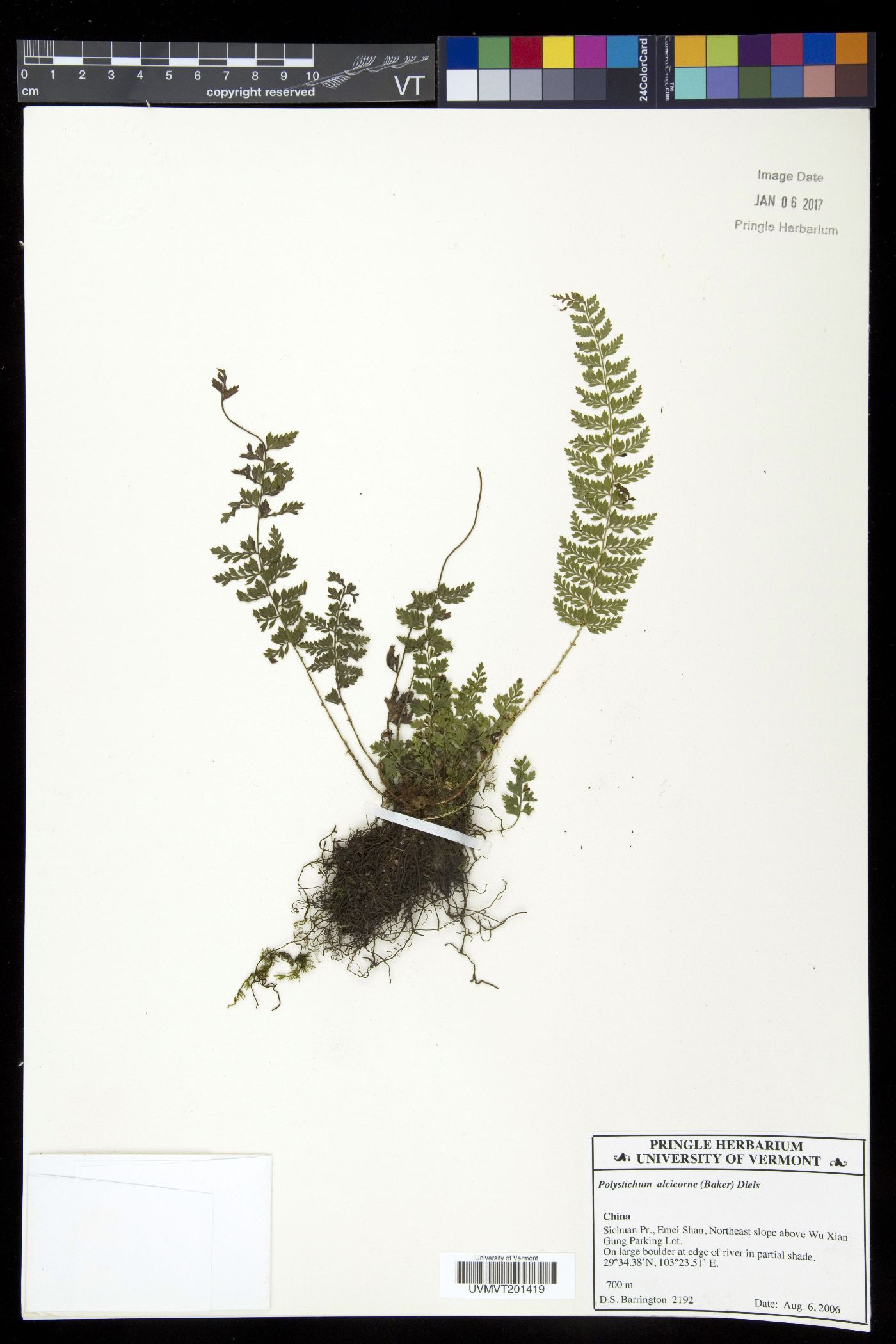 Polystichum alcicorne image