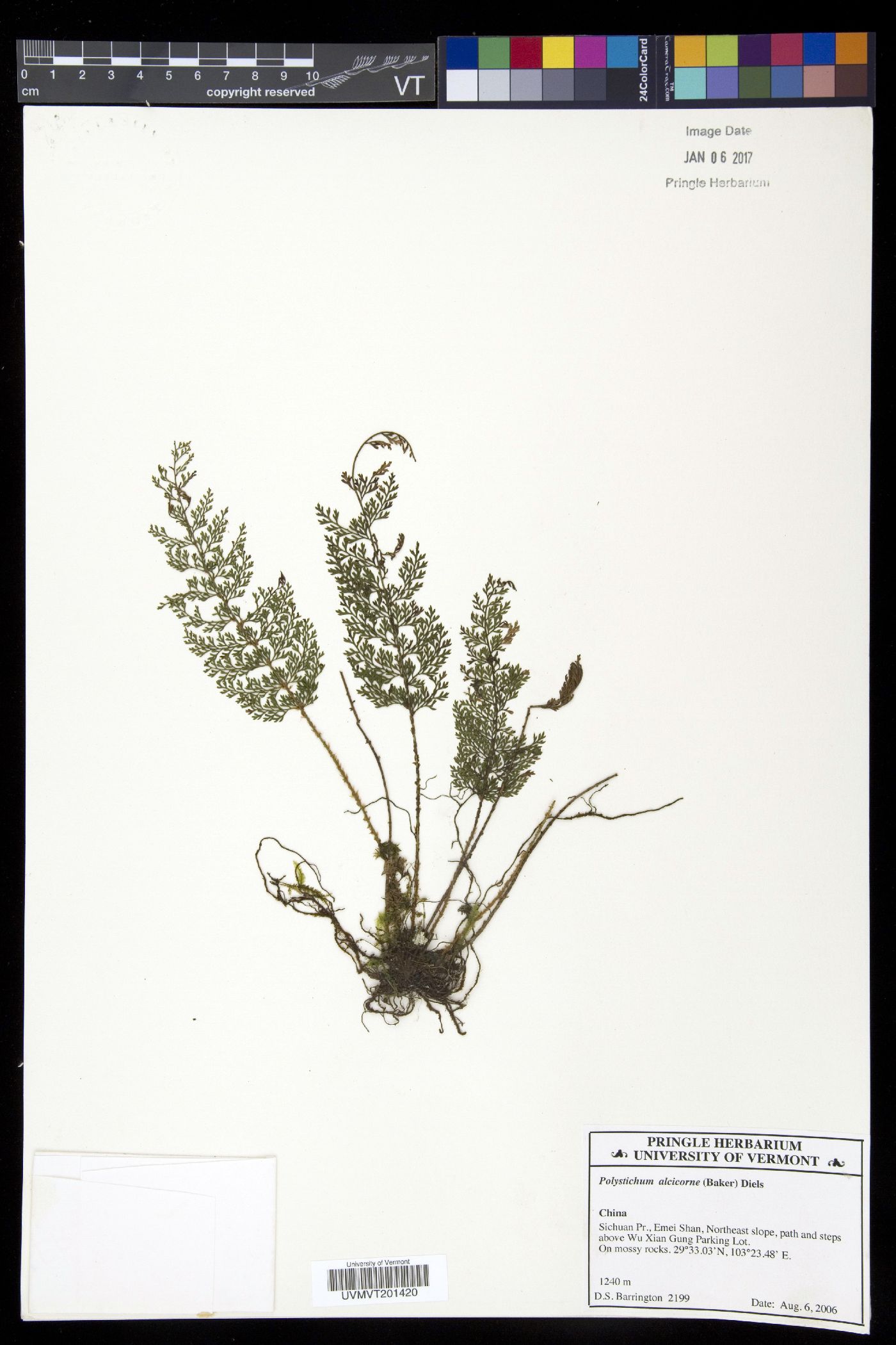 Polystichum alcicorne image