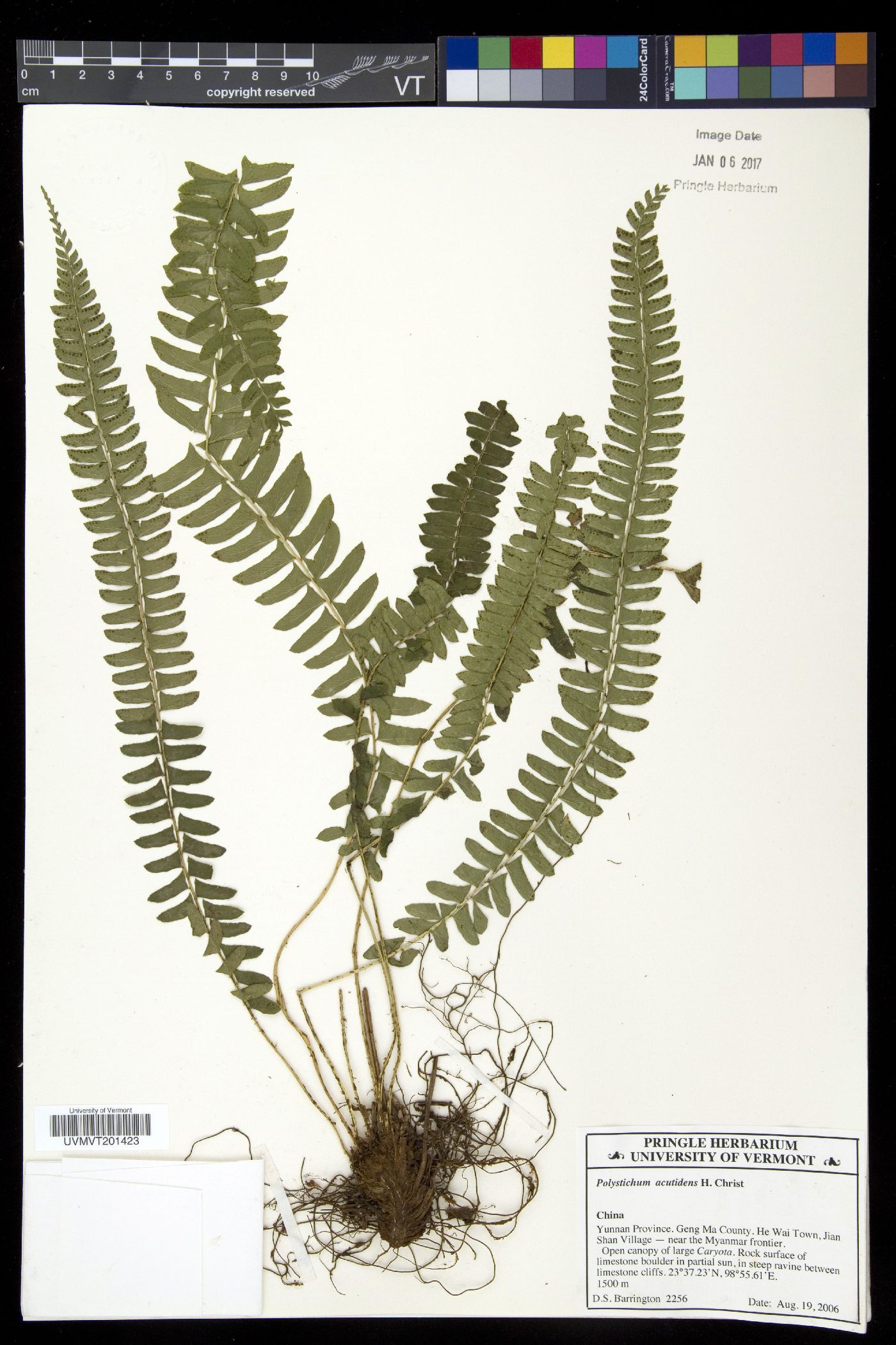 Polystichum acutidens image