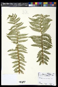 Polystichum braunii image