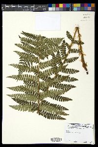 Polystichum braunii image