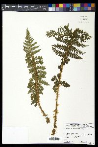 Polystichum braunii image