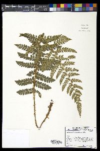 Polystichum braunii image